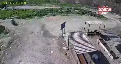 Sokak köpeklerinin maması çalınmasın diye kamera koydular | Video
