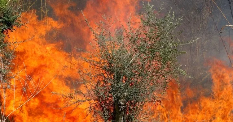 Osmaniye’de çıkan orman yangını söndürüldü