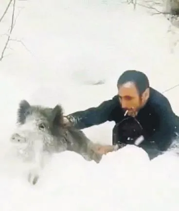 Sigarasını düşürmeden eliyle domuzu yakalayan dayı Sigarasını düşürmeden eliyle domuzu yakalayan dayı