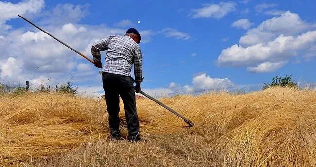 Buğdayda küresel oyun! Türkiye’de sorun yok