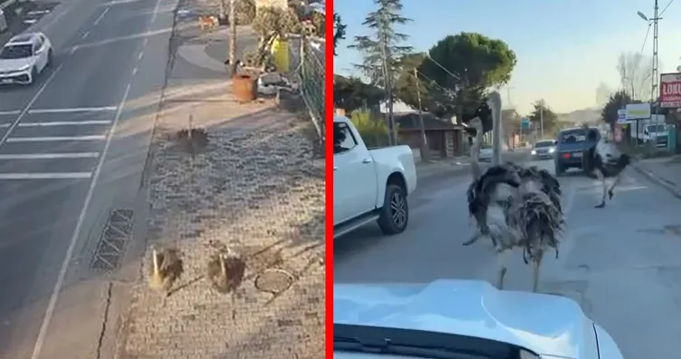 İstanbul’da işletmeden kaçan deve kuşları ortalığı birbirine kattı! İşte o anlar...