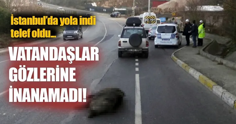 İstanbul’da yaşandı: Yola inen domuz telef oldu