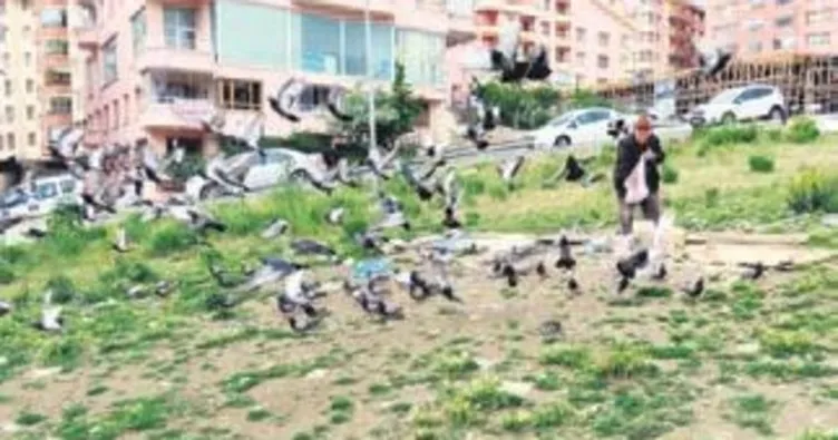 85 yaşında yüzlerce güvercin besliyor