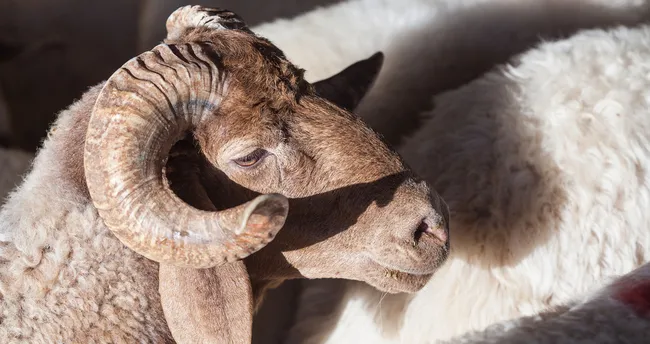 kurban bayrami ne zaman 2021 kurban