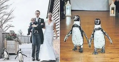 Sevimli penguenler nedimesi oldu