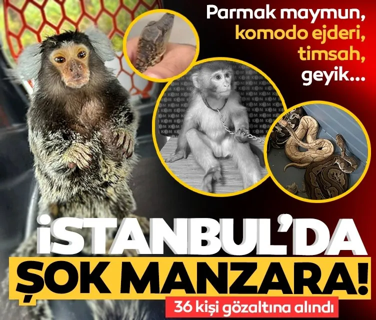 İstanbul’da şok manzara: Parmak maymun, komodo ejderi, timsah, geyik, tarantula!