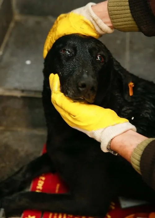 Şehit polisin beslediği köpek kulübenin önünden ayrılmadı