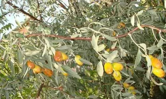100'den fazla hastalığa iyi gelen bitki