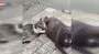 Köpek kediyi sokak ortasında emzirdi, görenler inanamadı | Video
