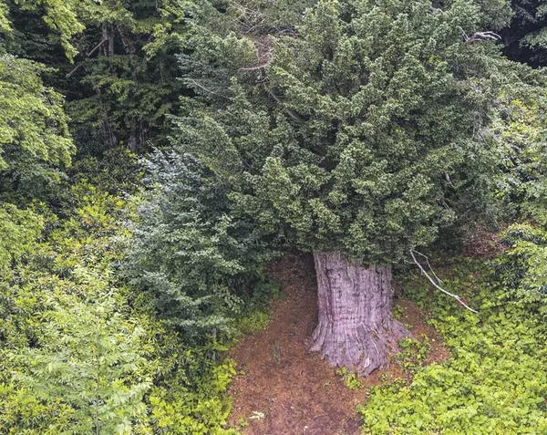 Anıt Ağaç Rehabilitasyonu