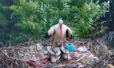 Yaren leylek yavrularını böyle korudu
