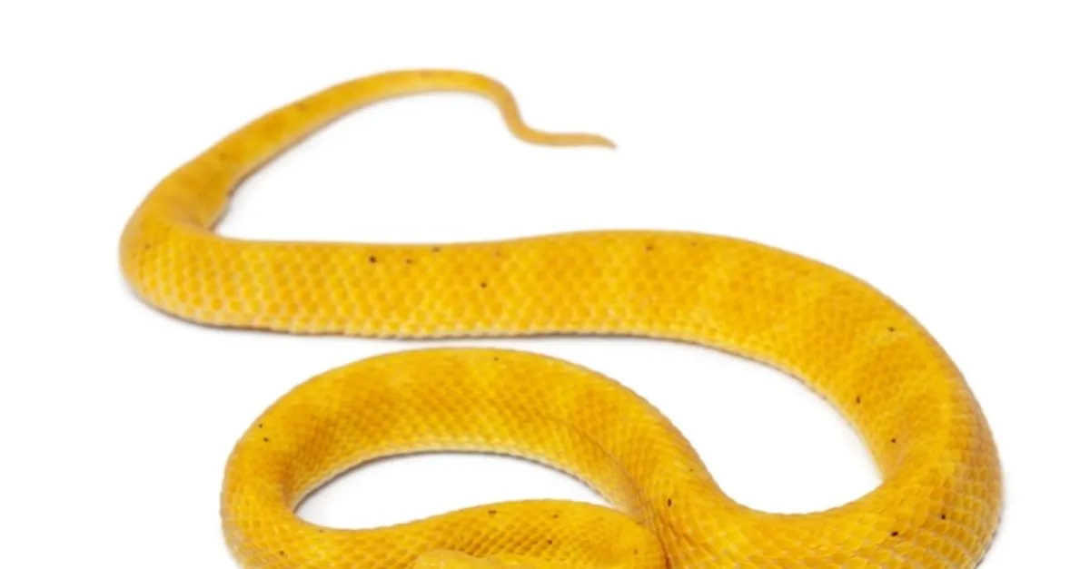 Rüyada Sarı Yılan Görmek Rüyada Sarı Yılan Görmek