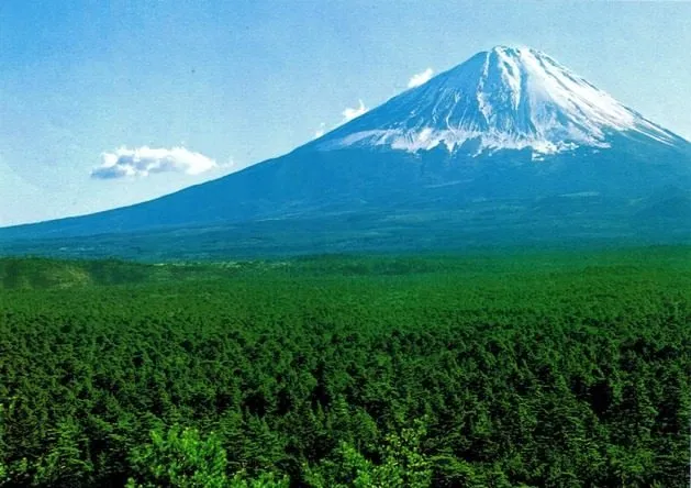 İntihar ormanı: Aokigahara