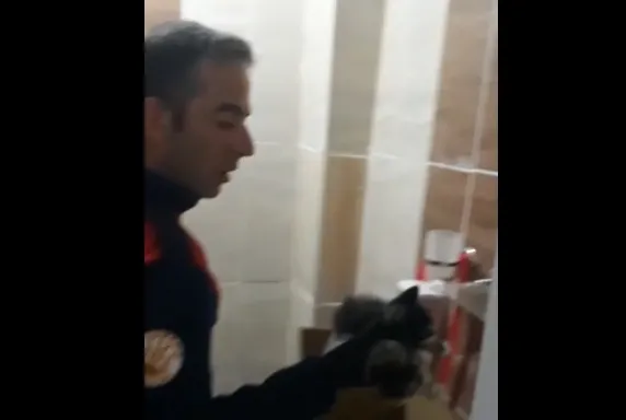 yavru kedi fiyatları 2022