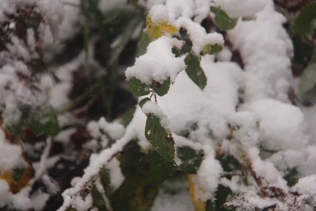 Türkiye'nin birçok kentine yılın ilk karı yağdı
