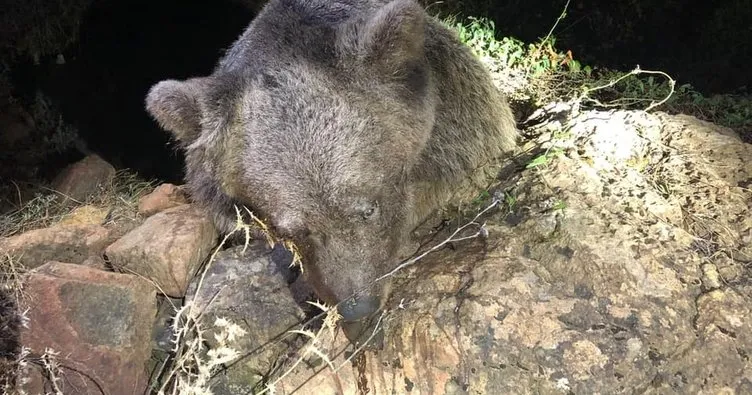 Marmaris’te Boz ayı ölü bulundu