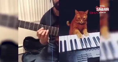 Rusya’da piyano çalan kediyle ’caz düeti’ sosyal medyada viral oldu | Video