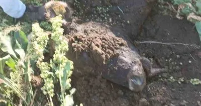 Yayla kavgasında 1 kişi yaralandı #erzurum