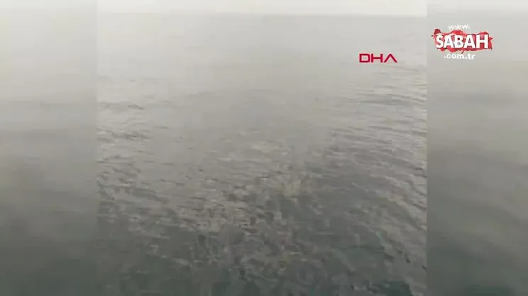 Adana'da balıkçılara balina şoku! 15 metrelik oluklu balina kamerada | Video