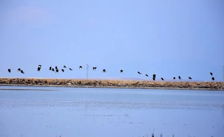 Kuşların göç güzergahı: Muş Ovası
