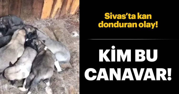 8 yavrusu olan köpeği öldürdü