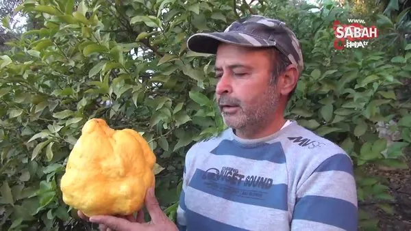 Bin liradan satışa çıkardı! Türkiye’nin en büyük limonu 2 kilo 40 gram | Video
