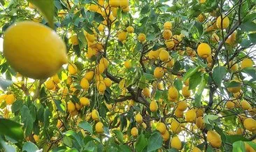 Yeni sezon turunçgil ihracatını limon sırtlıyor