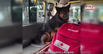 Türkiye’de deprem çalışmalarına katılan arama-kurtarma köpeği Aaron hayatını kaybetti | Video