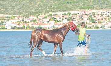 Sakat yarış atlarına denizde terapi