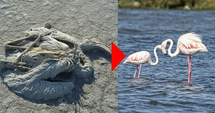 Son dakika | Tuz gölündeki flamingolar kurtuldu! Bakan Kurum adım adım anlattı; Su taşıma işlemi...