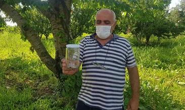 Zehirli ’uğur böceği örümceği’ şaşırttı