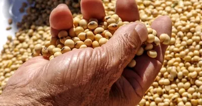 Bitkiden kuşbaşı karpuzdan tereyağ