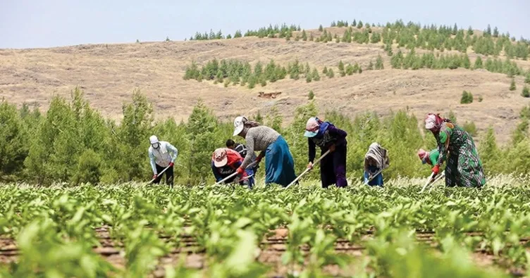 Çiftçilere 374 milyon lira destek ödemesi