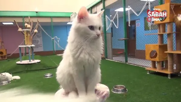 Van kedisi dünyanın en güzel kedileri arasında yerini aldı | Video