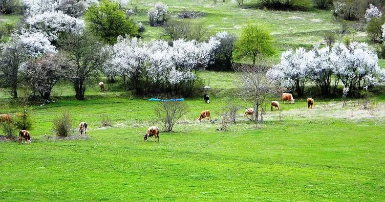 Posof’ta bahar sevinci