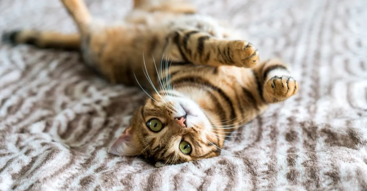 kedi sahibi olmak ruh sagligina iyi geliyor saglik haberleri kedi sahibi olmak ruh sagligina iyi geliyor saglik haberleri