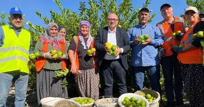 Limonun başkenti Erdemli’de hasat başladı