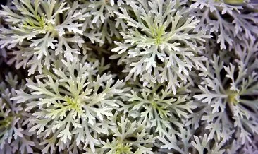 Artemisia bitkisi pelin otu nedir, ne için kullanılır? Artemisia bitkisi pelin otu corona virüsü doğal tedavisi mi?