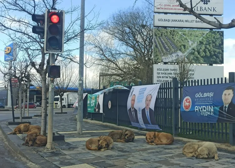 Ankara’da ‘sahipsiz hayvanlar’ için karar alındı: Tam 71 bin 695 TL ceza!