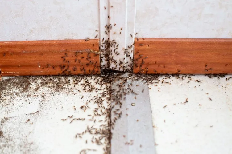 Evdeki karınca sürülerine dikkat! Dev karınca sürüsü tablete girip 300 TL’lik online alışveriş yaptı!