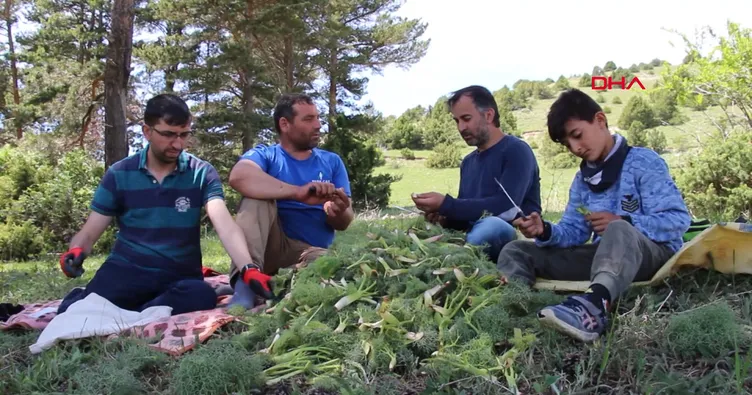 ’Çaşır’ otunda şifa arıyorlar