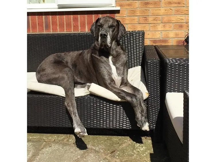 Dünyanın en uzun köpeği Freddy öldü! 8 yaşındaydı Son Dakika Haberler