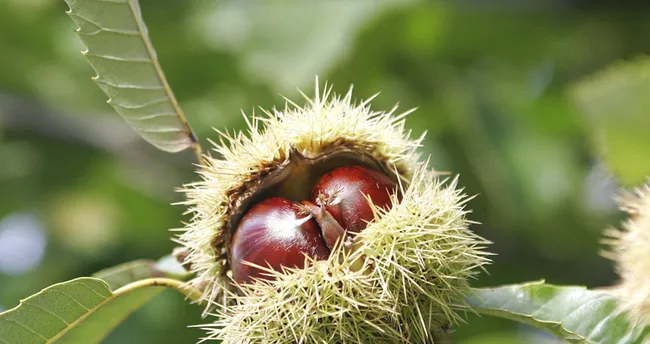 At Kestanesi Yağı Faydaları Nelerdir? At Kestanesi Nereden Bulunur?