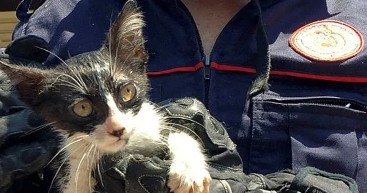 Boruya sıkışan yavru kedi kurtarıldı
