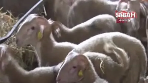 Eşini kaybeden anne, çobanlık yaparak kızını okutuyor | Video