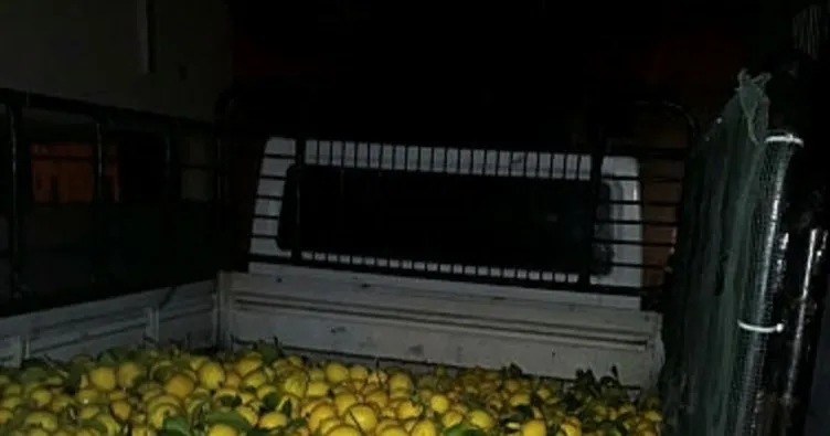 Limon hırsızları yakalandı