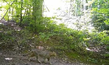 Nesli tükenme tehlikesi altında olan vahşi kedi fotokapanla görüntülendi! Görenler hayran kaldı #bursa