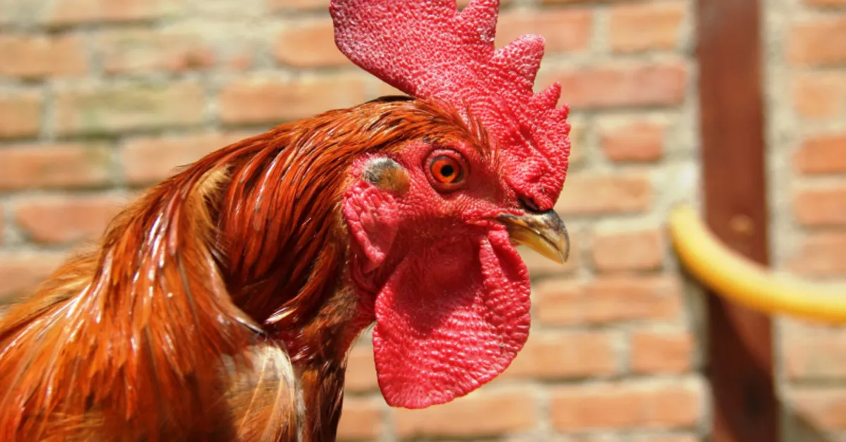 Yumurtlayan Horoz Saskina Cevirdi Milyon Dolarlik Yumurta Son Dakika Yasam Haberleri Yumurtlayan Horoz Saskina Cevirdi Milyon Dolarlik Yumurta Son Dakika Yasam Haberleri