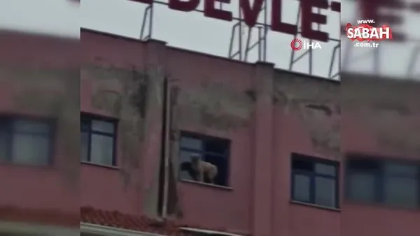Binanın 9’uncu katındaki köpeğe seslenen vatandaş: “Ne derdin var intihar etme” | Video