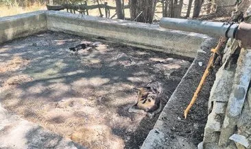 Sulama havuzunda 13 ölü köpek bulundu #kutahya
